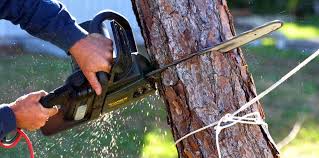 How Our Tree Care Process Works  in  Troy, TX