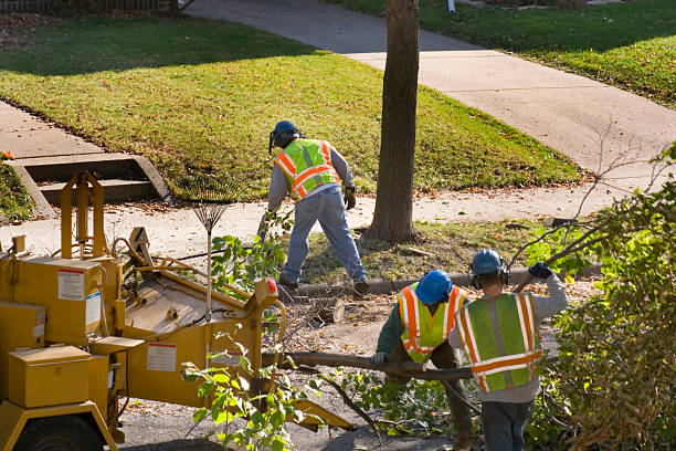 Best Stump Grinding and Removal  in Troy, TX