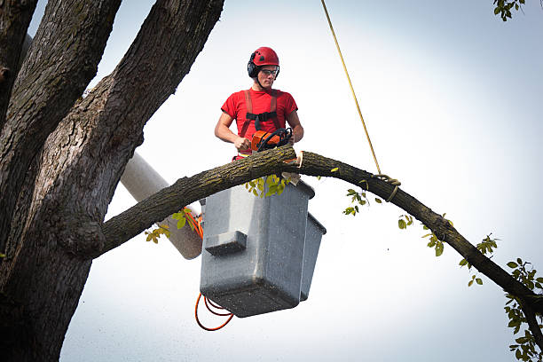 Best Tree Maintenance Programs  in Troy, TX