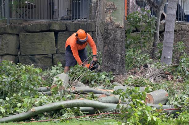 Best Hazardous Tree Removal  in Troy, TX